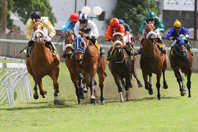 buddys11 Horse Racing